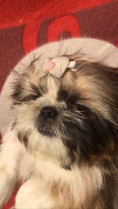 Shih Tzu female available