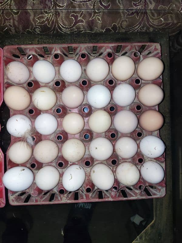 pure desi eggs for sale 100% pure + fertile 1