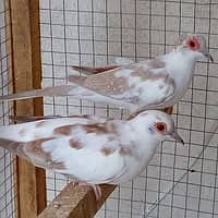 RED PIED PAIRS