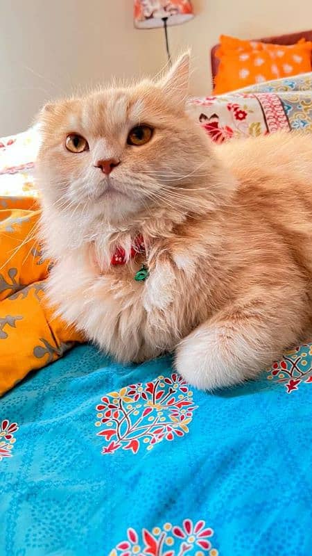 Persian cat triple coated male female Blue eyes 4