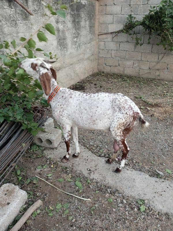 goat for sale 0