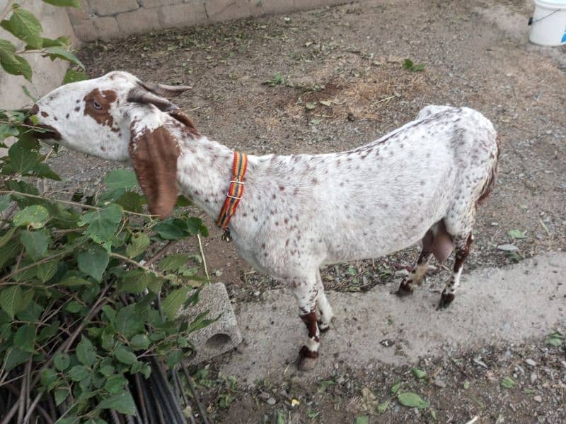 goat for sale 1