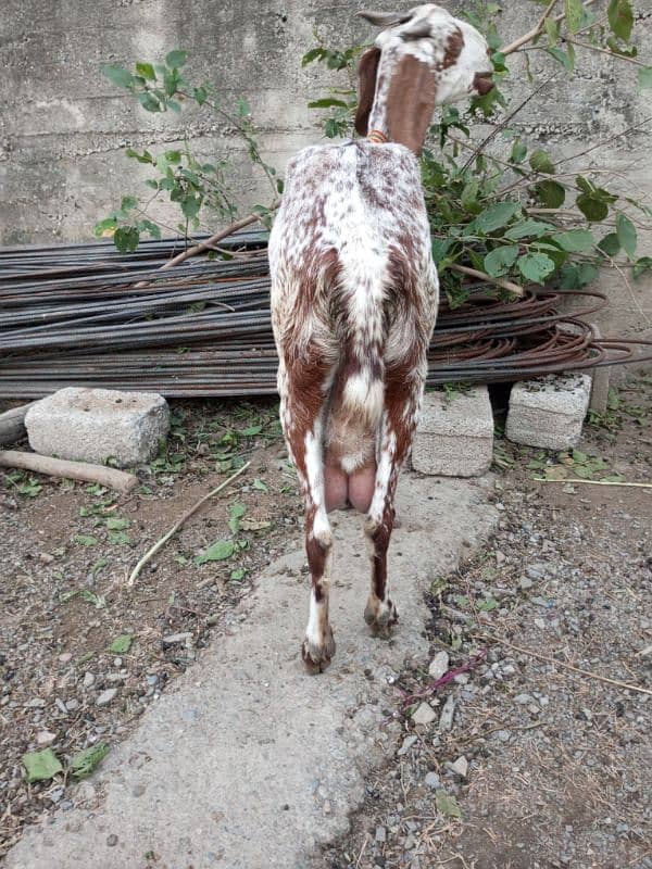 goat for sale 2