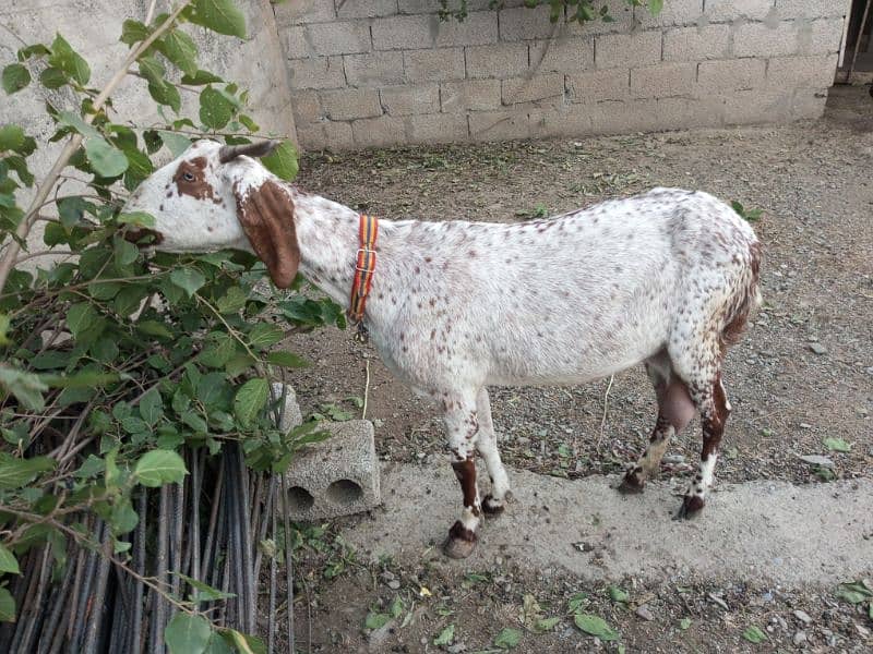 goat for sale 3