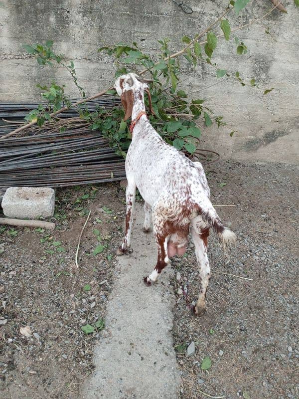 goat for sale 4