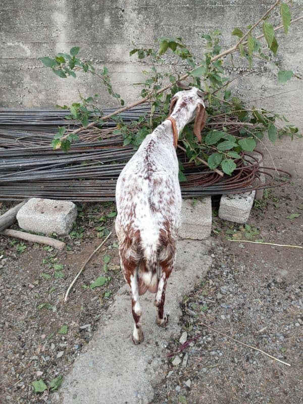 goat for sale 5