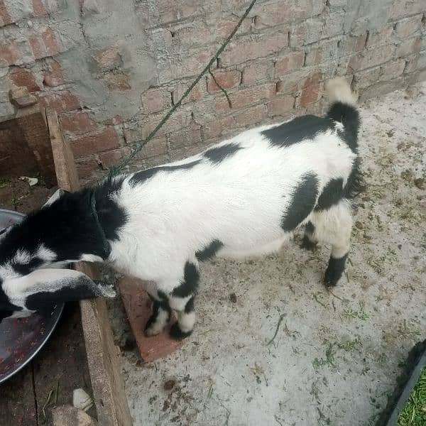 disi tadi bakri for sale 1