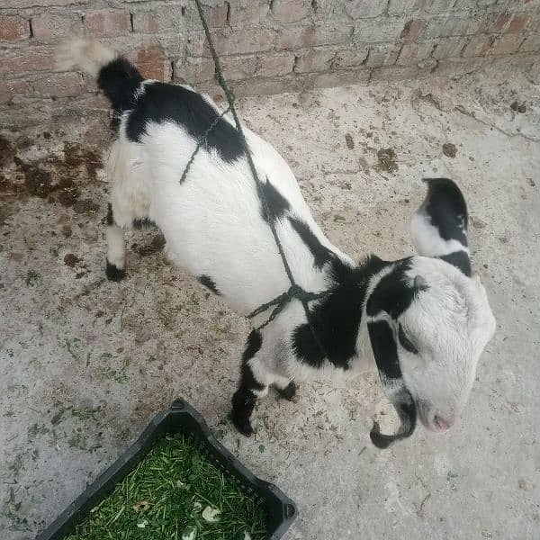 disi tadi bakri for sale 3