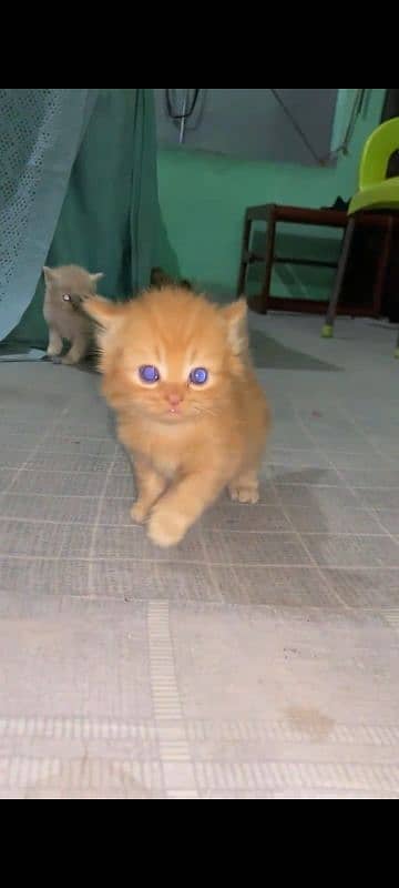 Persian cat triple coated male female Blue eyes 5