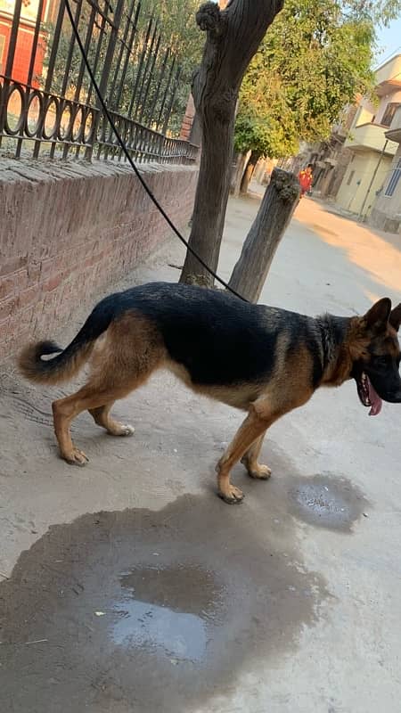 german shepherd female non pedigree 0