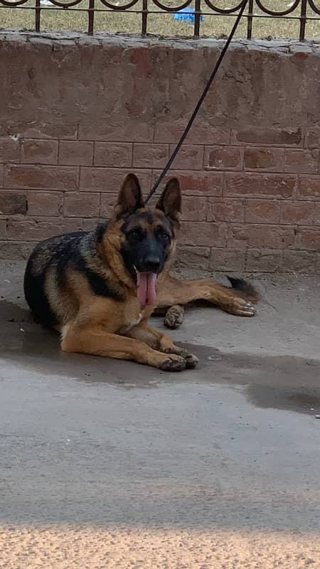 german shepherd female non pedigree 1