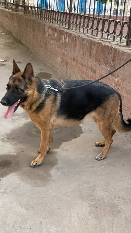 german shepherd female non pedigree 3