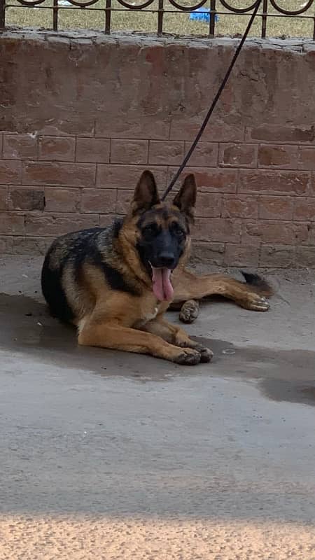 german shepherd female non pedigree 4