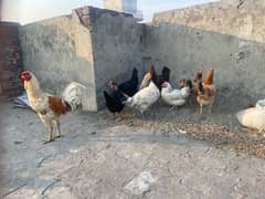 9 hens