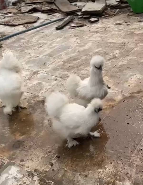 White Silkie buff Chicks  Available 0