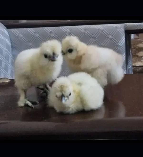 White Silkie buff Chicks  Available 1