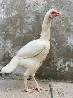 heera aseel female for sale