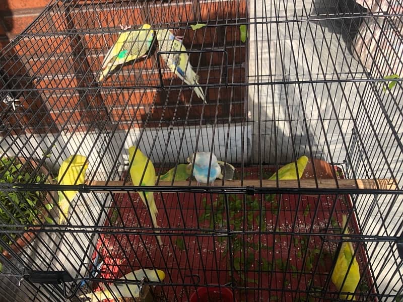 Australian parrots for Sale 0