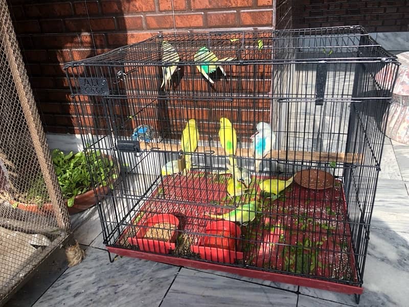 Australian parrots for Sale 1