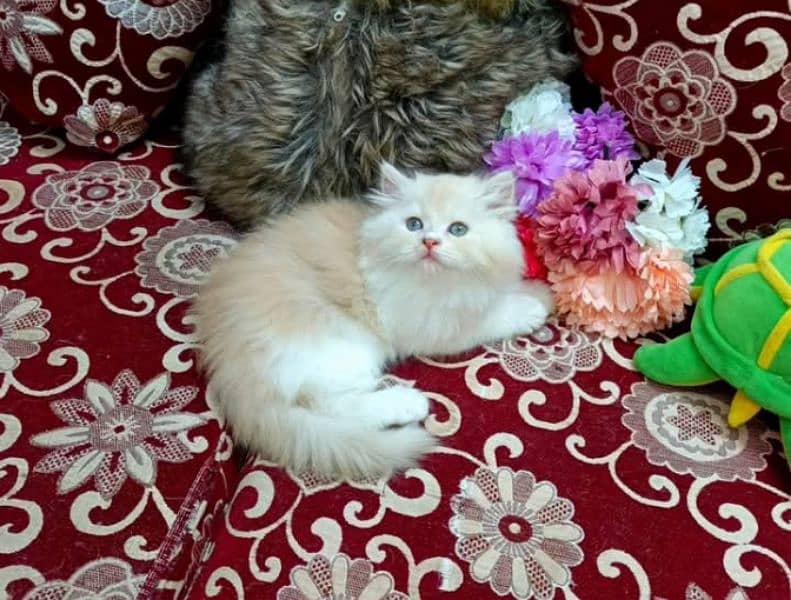 high quality Persian kittens available for sale in reasonable price 0