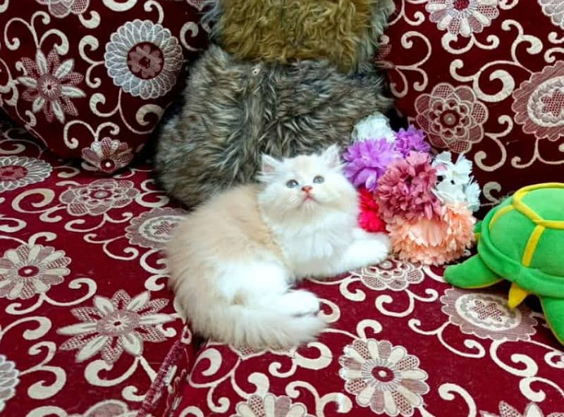 high quality Persian kittens available for sale in reasonable price 1