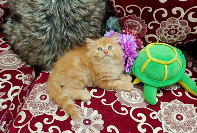 high quality Persian kittens available for sale in reasonable price 2