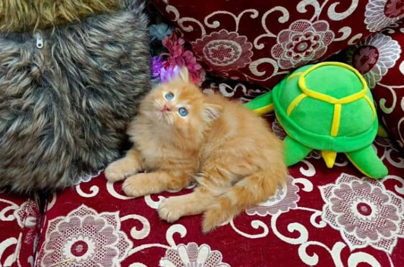 high quality Persian kittens available for sale in reasonable price 3