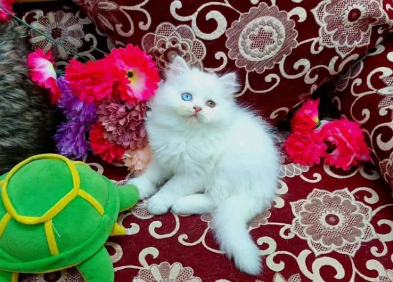 high quality Persian kittens available for sale in reasonable price 4