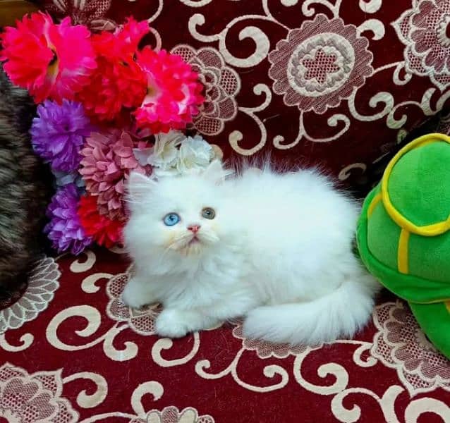 high quality Persian kittens available for sale in reasonable price 5