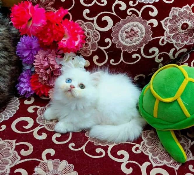 high quality Persian kittens available for sale in reasonable price 6