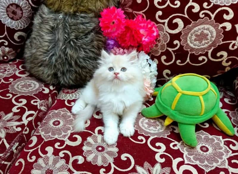 high quality Persian kittens available for sale in reasonable price 7