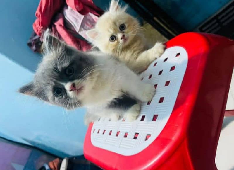 high quality Persian kittens available for sale in reasonable price 8