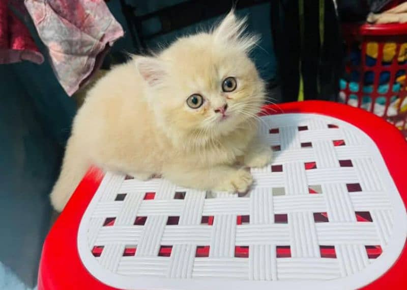 high quality Persian kittens available for sale in reasonable price 9