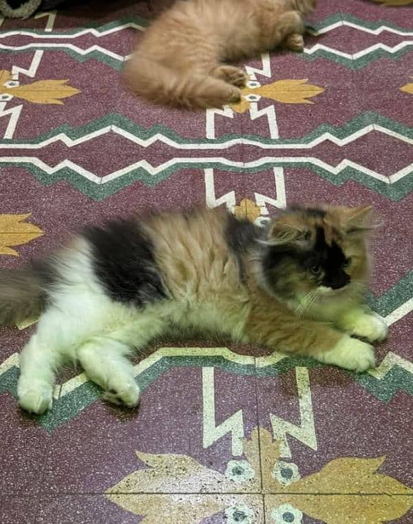 high quality Persian kittens available for sale in reasonable price 10