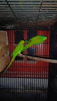 parrot Breeder pair