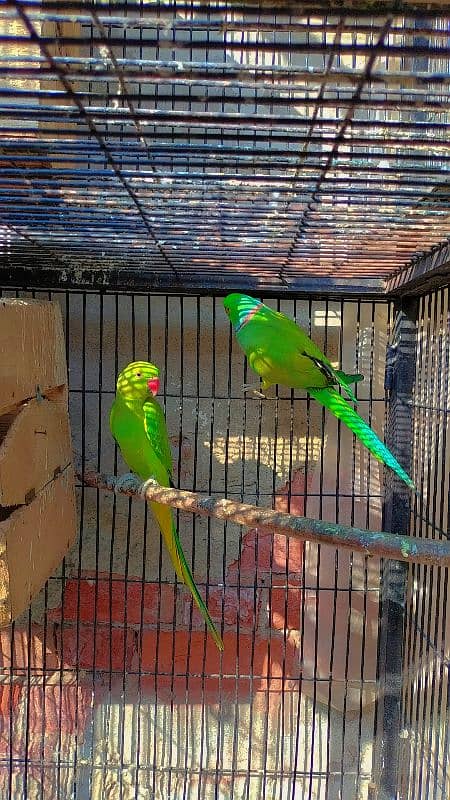 parrot Breeder pair 1