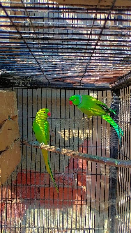 parrot Breeder pair 2