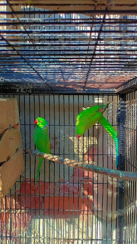 parrot Breeder pair 4