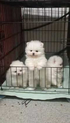 Pomeranian