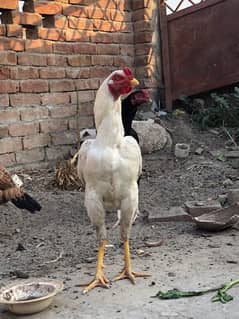 pure aseel mainwali breed 03267555593