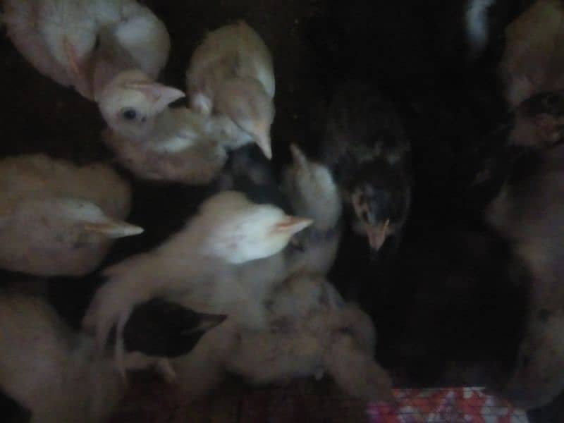 Bentum chicks 9