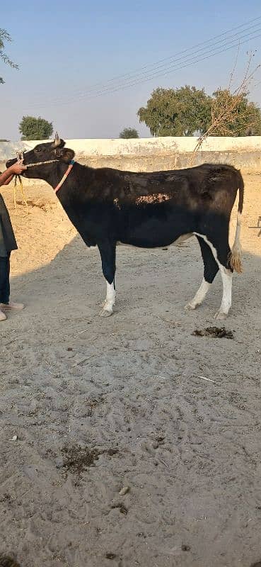 jersey wheri / jersey cow for sale 2