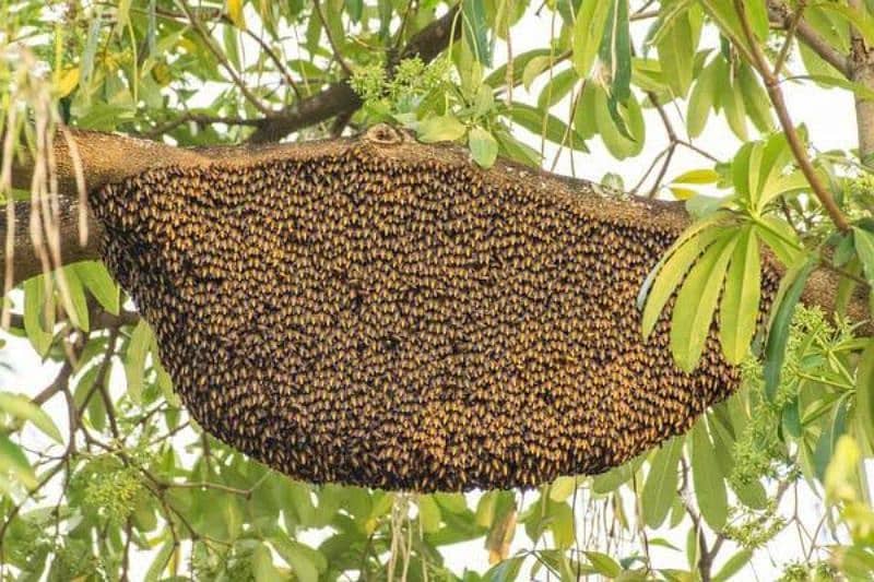 organic piyoor honey 10