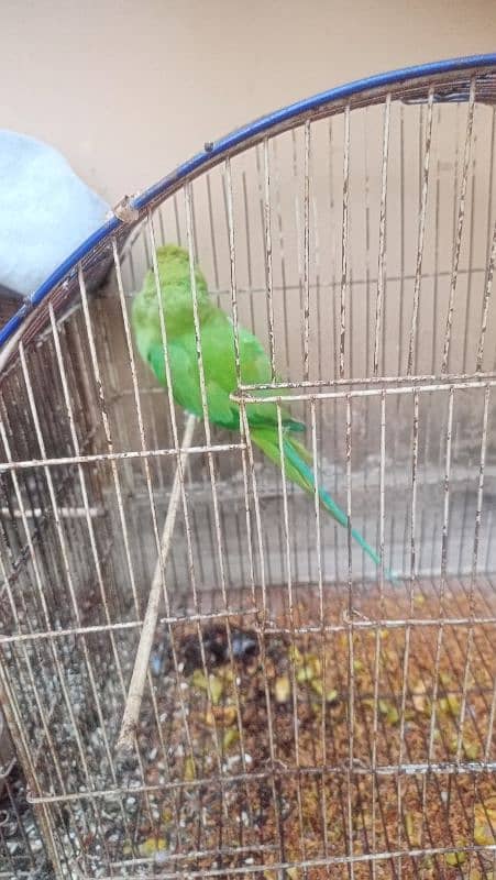 ringneck parrot 0