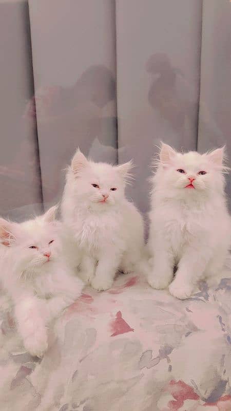 Persian cat 1