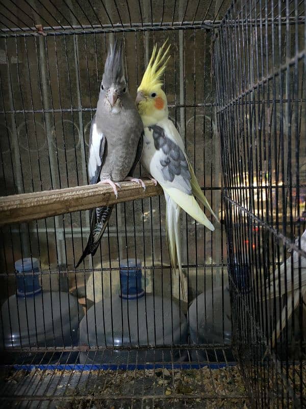 Cockatiel Chicks for handtame 4