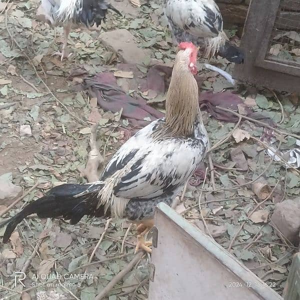 aseel murgya for sale 8 pc male 8