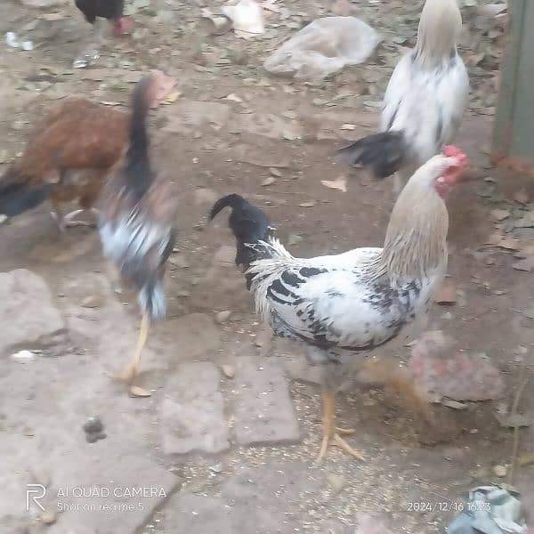 aseel murgya for sale 8 pc male 10