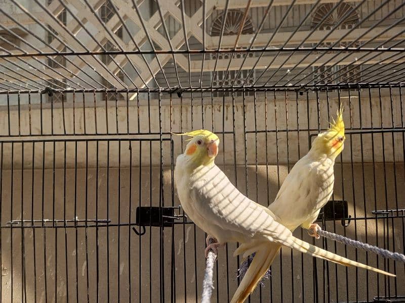 Cocktail parrot pair for sale 0