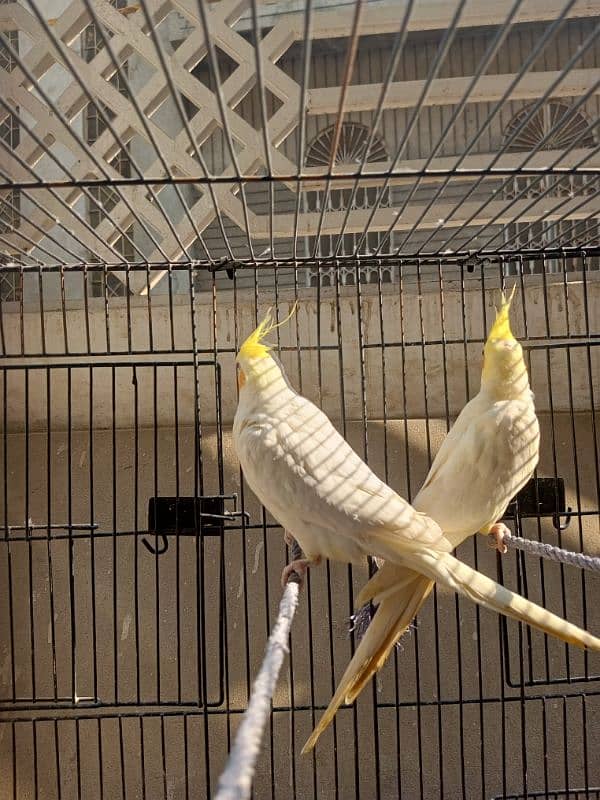 Cocktail parrot pair for sale 1